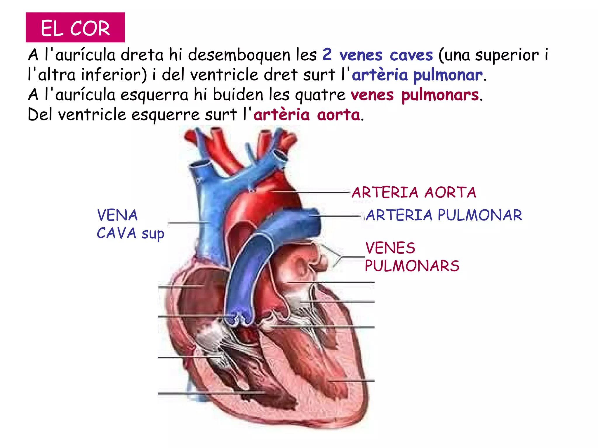 A l'aurícula dreta hi desemboquen les  2 venes caves  (una superior i l'altra inferior) i del ventricle dret surt l' artèria   pulmonar . A l'aurícula esquerra hi buiden les quatre  venes pulmonars .  Del ventricle esquerre surt l' artèria aorta .  ARTERIA PULMONAR VENES PULMONARS VENA CAVA sup ARTERIA AORTA EL COR 