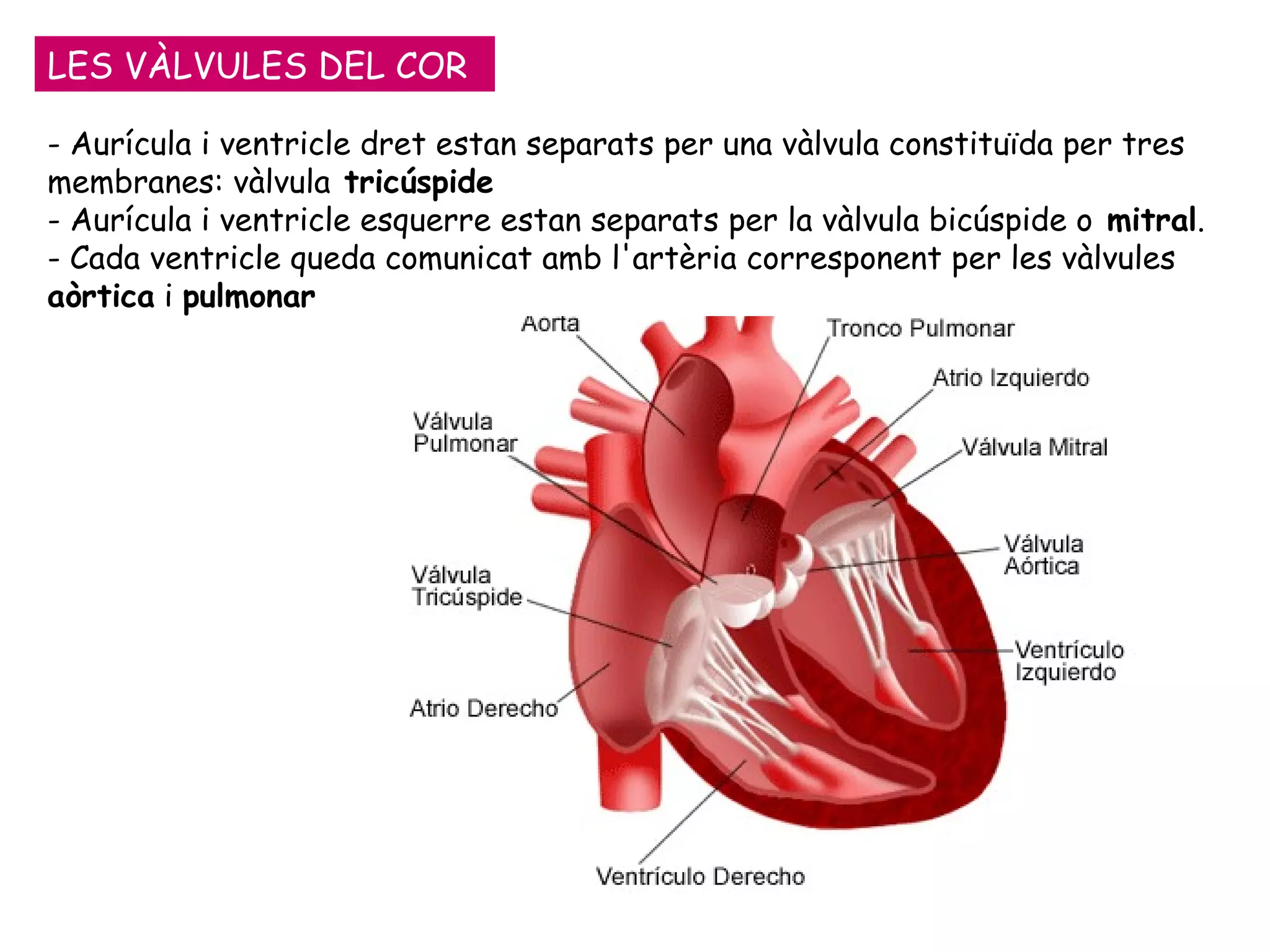 LES VÀLVULES DEL COR - Aurícula i ventricle dret estan separats per una vàlvula constituïda per tres membranes: vàlvula  tricúspide - Aurícula i ventricle esquerre estan separats per la vàlvula bicúspide o  mitral . - Cada ventricle queda comunicat amb l'artèria corresponent per les vàlvules  aòrtica  i  pulmonar 
