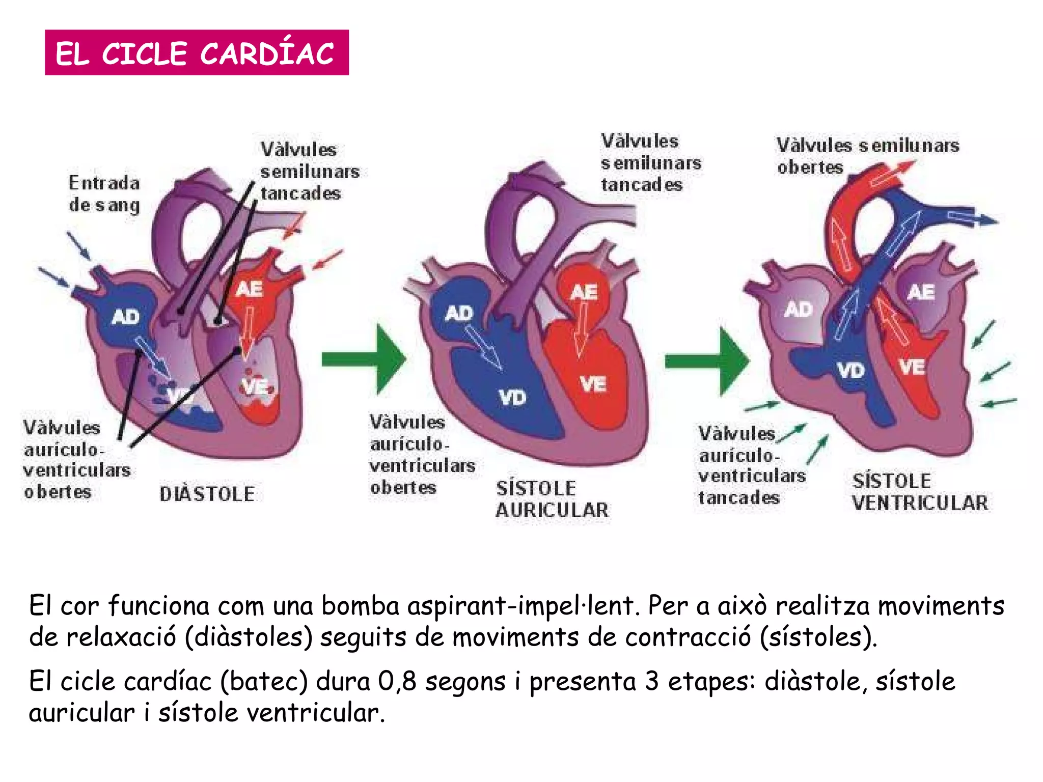 EL CICLE CARDÍAC El cor funciona com una bomba aspirant-impel·lent. Per a això realitza moviments de relaxació (diàstoles) seguits de moviments de contracció (sístoles).  El cicle cardíac (batec) dura 0,8 segons i presenta 3 etapes: diàstole, sístole auricular i sístole ventricular. 