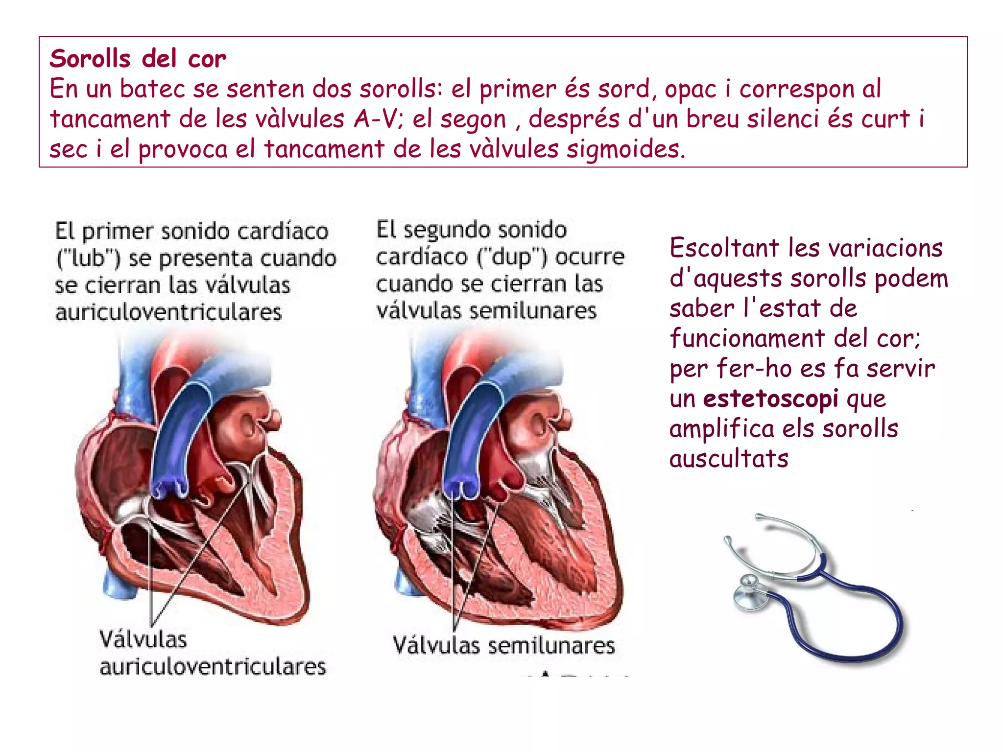 Sorolls del cor En un batec se senten dos sorolls: el primer és sord, opac i correspon al tancament de les vàlvules A-V; el segon , després d'un breu silenci és curt i sec i el provoca el tancament de les vàlvules sigmoides.  Escoltant les variacions d'aquests sorolls podem saber l'estat de funcionament del cor; per fer-ho es fa servir un  estetoscopi  que amplifica els sorolls auscultats 