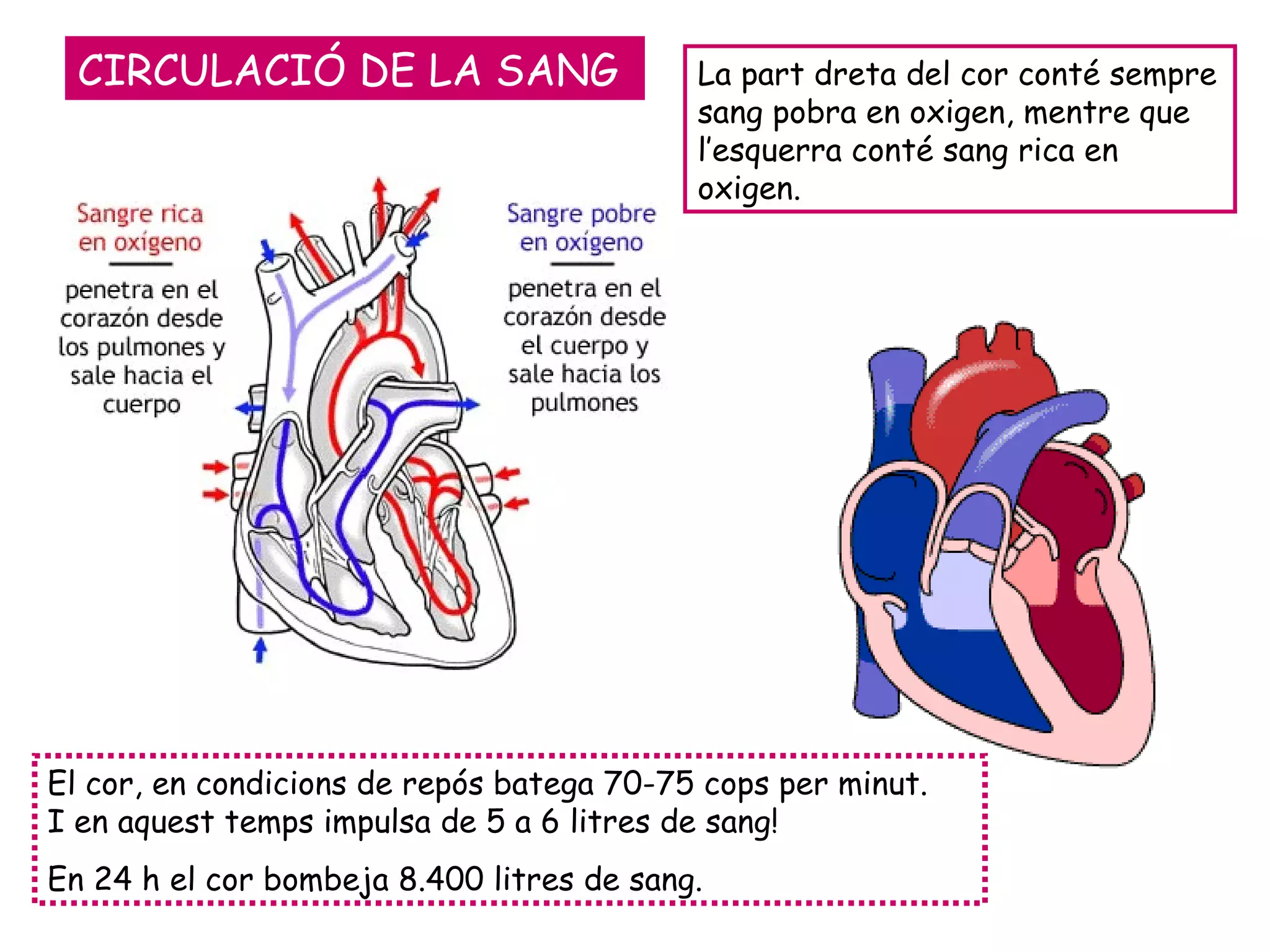 El cor, en condicions de repós batega 70-75 cops per minut.  I en aquest temps impulsa de 5 a 6 litres de sang! En 24 h el cor bombeja 8.400 litres de sang. CIRCULACIÓ DE LA SANG La part dreta del cor conté sempre sang pobra en oxigen, mentre que l’esquerra conté sang rica en oxigen. 