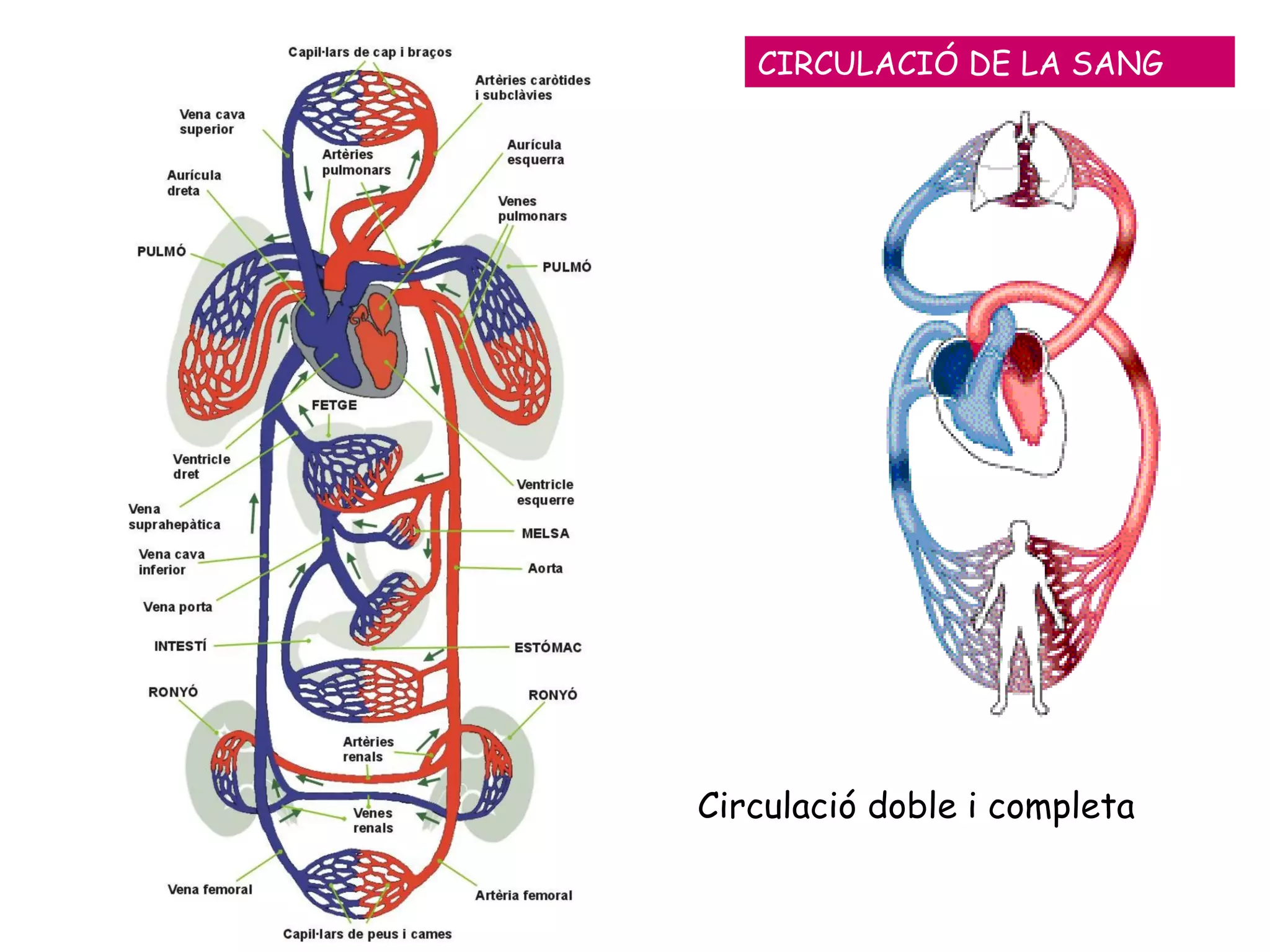 CIRCULACIÓ DE LA SANG Circulació doble i completa 