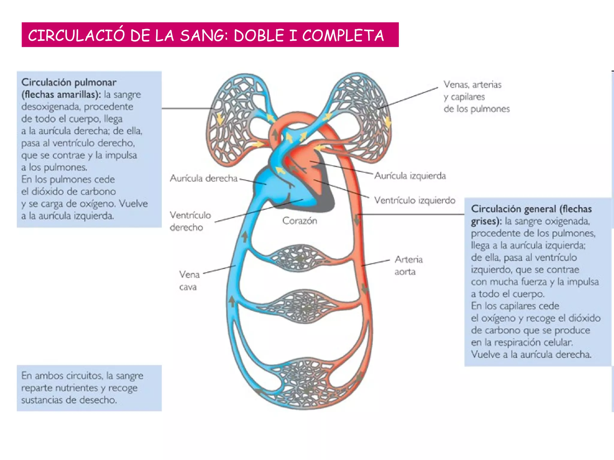 CIRCULACIÓ DE LA SANG: DOBLE I COMPLETA 