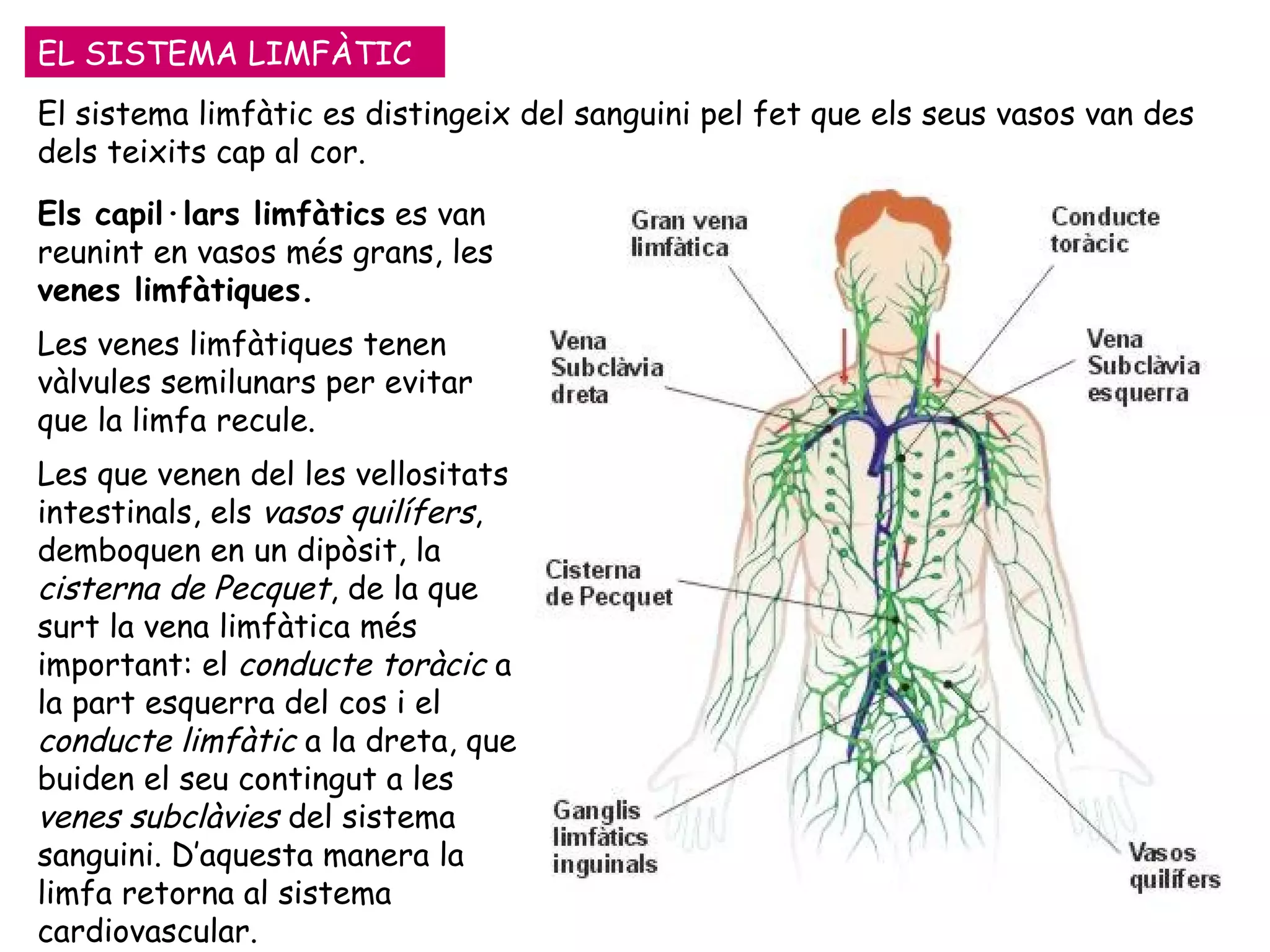 EL SISTEMA LIMFÀTIC Els capil·lars limfàtics  es van reunint en vasos més grans, les  venes limfàtiques.   Les venes limfàtiques tenen vàlvules semilunars per evitar que la limfa recule. Les que venen del les vellositats intestinals, els  vasos quilífers , demboquen en un dipòsit, la  cisterna de Pecquet , de la que surt la vena limfàtica més important: el  conducte toràcic  a la part esquerra del cos i el  conducte limfàtic  a la dreta, que buiden el seu contingut a les  venes subclàvies  del sistema sanguini. D’aquesta manera la limfa retorna al sistema cardiovascular. El sistema limfàtic es distingeix del sanguini pel fet que els seus vasos van des dels teixits cap al cor. 