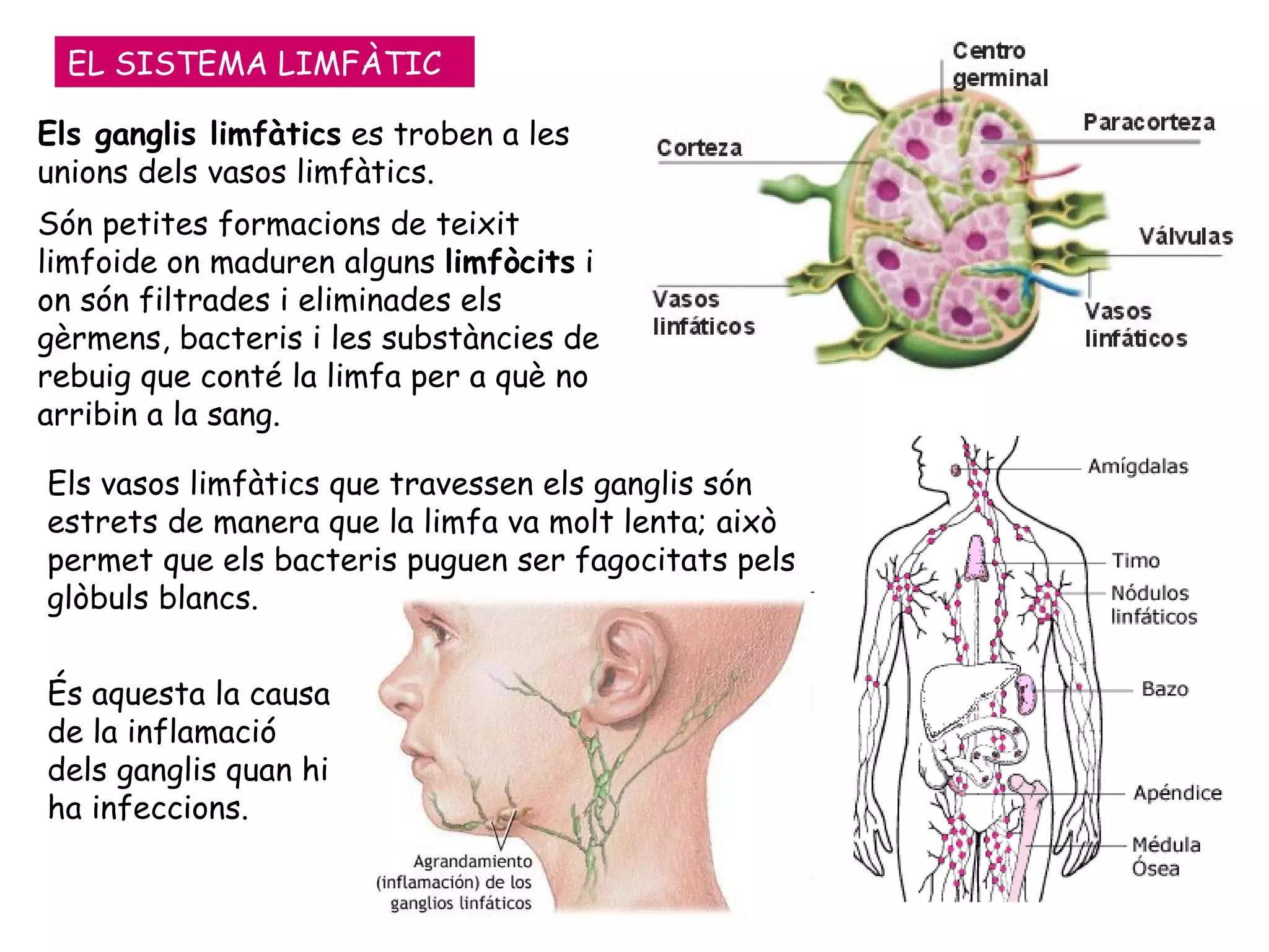 EL SISTEMA LIMFÀTIC Els ganglis limfàtics  es troben a les unions dels vasos limfàtics.  Són petites formacions de teixit limfoide on maduren alguns  limfòcits  i on són filtrades i eliminades els gèrmens, bacteris i les substàncies de rebuig que conté la limfa per a què no arribin a la sang. Els vasos limfàtics que travessen els ganglis són estrets de manera que la limfa va molt lenta; això permet que els bacteris puguen ser fagocitats pels glòbuls blancs.  És aquesta la causa de la inflamació dels ganglis quan hi ha infeccions. 
