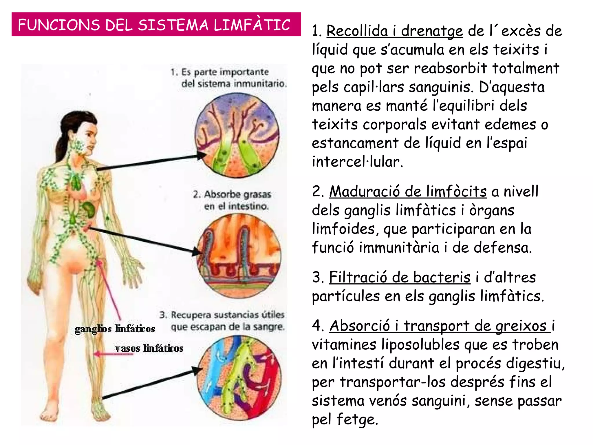 FUNCIONS DEL SISTEMA LIMFÀTIC 1.  Recollida i drenatge  de l´excès de líquid que s’acumula en els teixits i que no pot ser reabsorbit totalment pels capil·lars sanguinis. D’aquesta manera es manté l’equilibri dels teixits corporals evitant edemes o estancament de líquid en l’espai intercel·lular. 2.  Maduració de limfòcits  a nivell dels ganglis limfàtics i òrgans limfoides, que participaran en la funció immunitària i de defensa. 3.  Filtració de bacteris  i d’altres partícules en els ganglis limfàtics. 4.  Absorció i transport de greixos  i vitamines liposolubles que es troben en l’intestí durant el procés digestiu, per transportar-los després fins el sistema venós sanguini, sense passar pel fetge. 