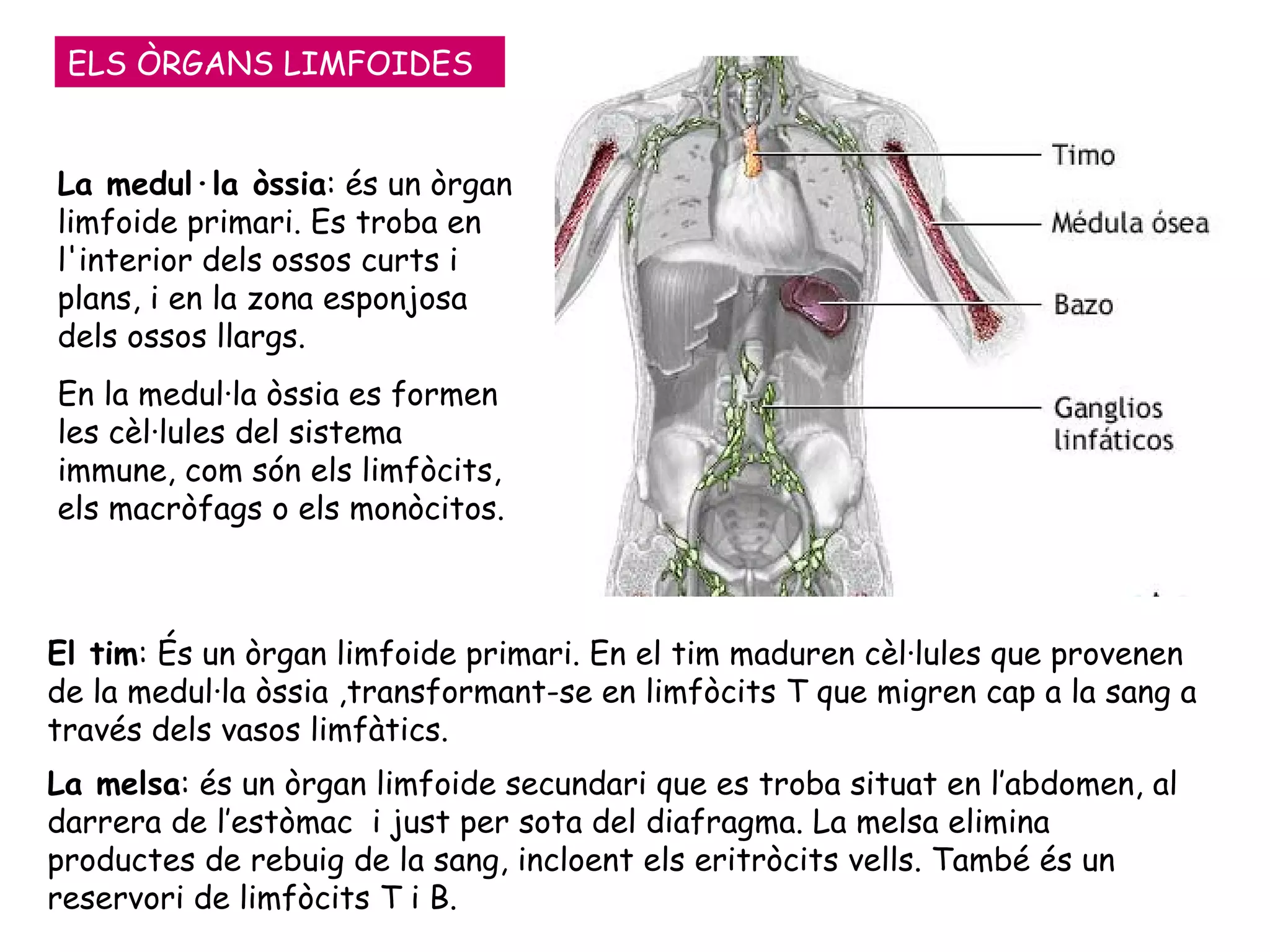 La medul·la òssia : és un òrgan limfoide primari. Es troba en l'interior dels ossos curts i plans, i en la zona esponjosa dels ossos llargs. En la medul·la òssia es formen les cèl·lules del sistema immune, com són els limfòcits, els macròfags o els monòcitos. El tim : És un òrgan limfoide primari. En el tim maduren cèl·lules que provenen de la medul·la òssia ,transformant-se en limfòcits T que migren cap a la sang a través dels vasos limfàtics. La melsa : és un òrgan limfoide secundari que es troba situat en l’abdomen, al darrera de l’estòmac  i just per sota del diafragma. La melsa elimina productes de rebuig de la sang, incloent els eritròcits vells. També és un reservori de limfòcits T i B. ELS ÒRGANS LIMFOIDES 