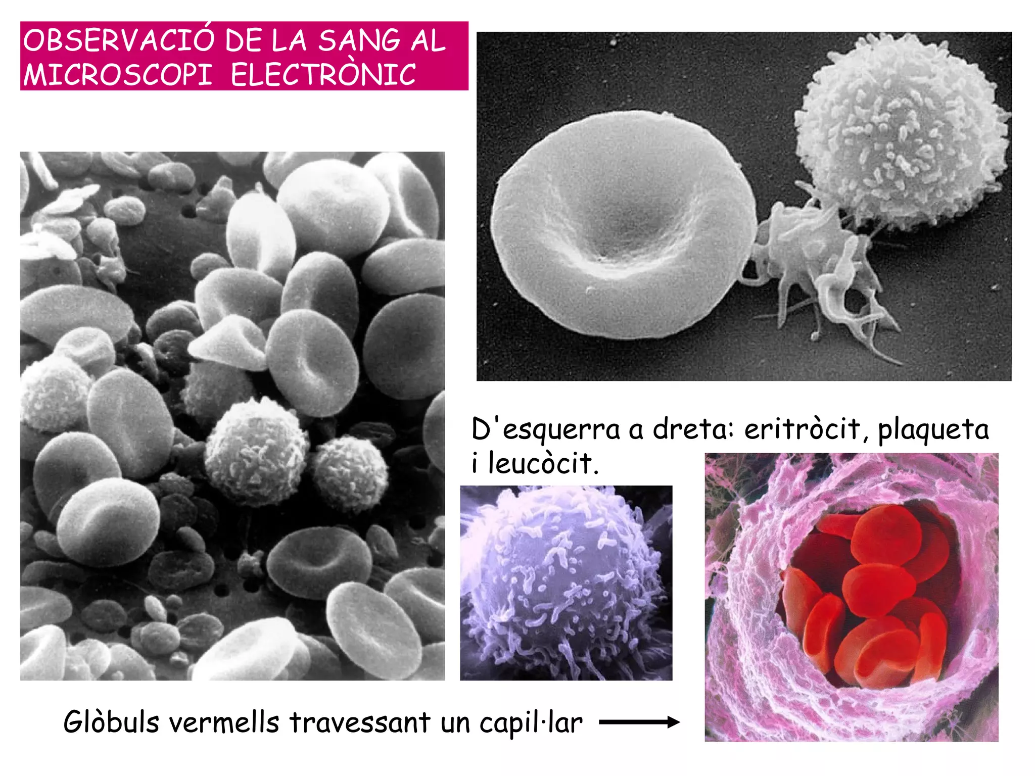 D'esquerra a dreta: eritròcit, plaqueta i leucòcit.   Glòbuls vermells travessant un capil·lar   OBSERVACIÓ DE LA SANG AL MICROSCOPI  ELECTRÒNIC 