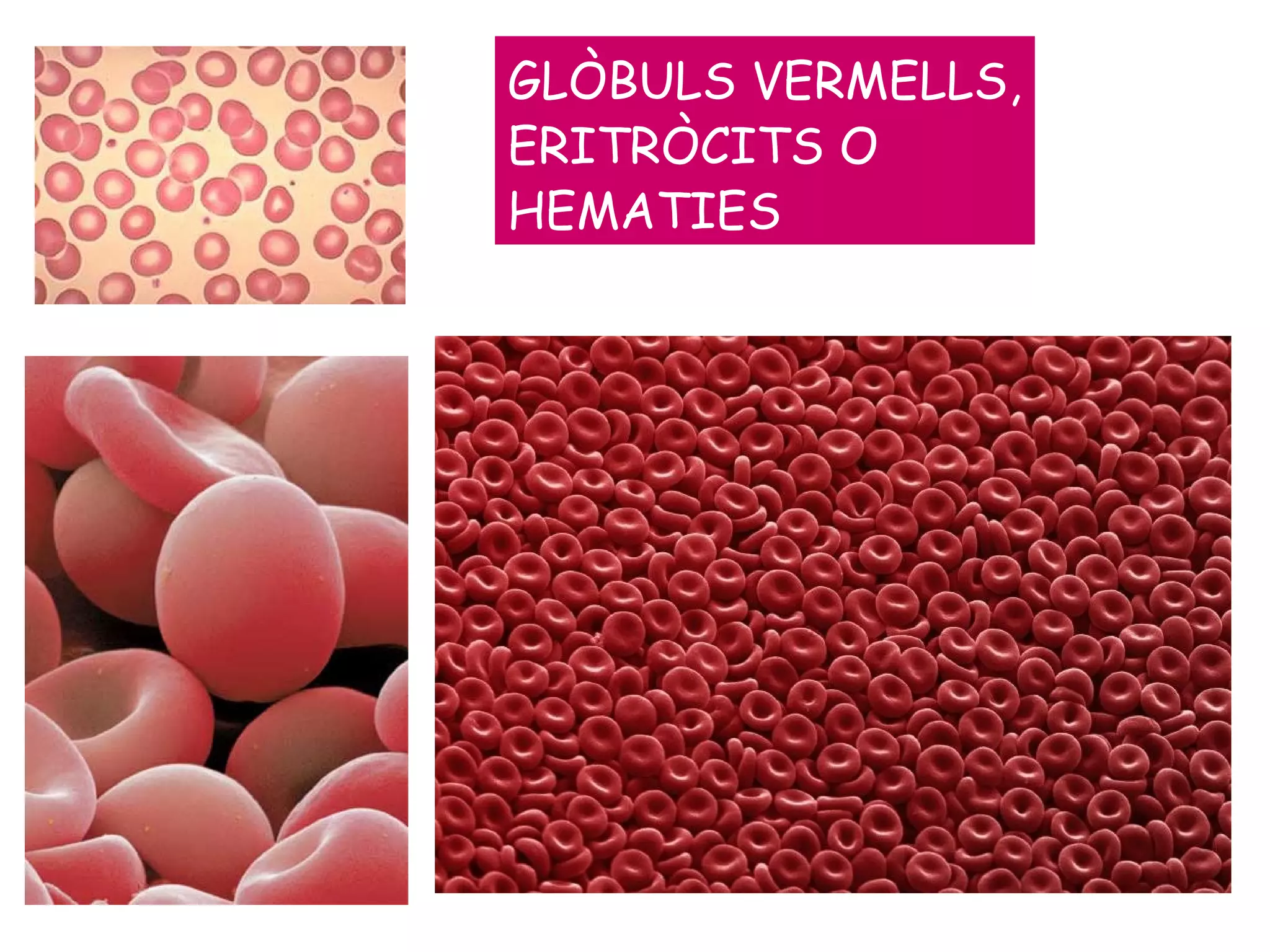 GLÒBULS VERMELLS, ERITRÒCITS O HEMATIES 