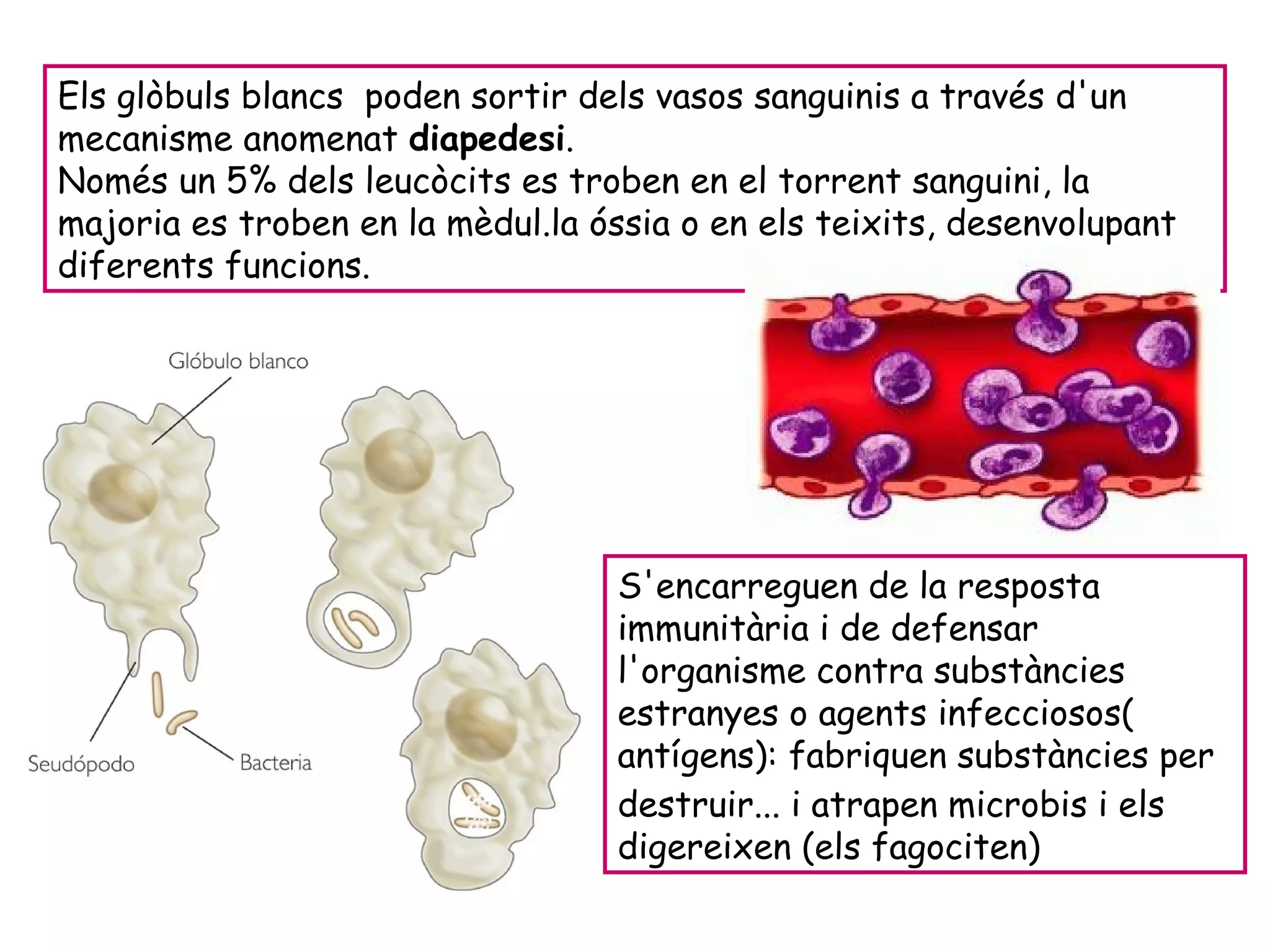 Els glòbuls blancs  poden sortir dels vasos sanguinis a través d'un mecanisme anomenat  diapedesi .  Només un 5% dels leucòcits es troben en el torrent sanguini, la majoria es troben en la mèdul.la óssia o en els teixits, desenvolupant diferents funcions.  S'encarreguen de la resposta immunitària i de defensar l'organisme contra substàncies estranyes o agents infecciosos( antígens ): fabriquen substàncies per destruir... i atrapen microbis i els digereixen (els fagociten) 