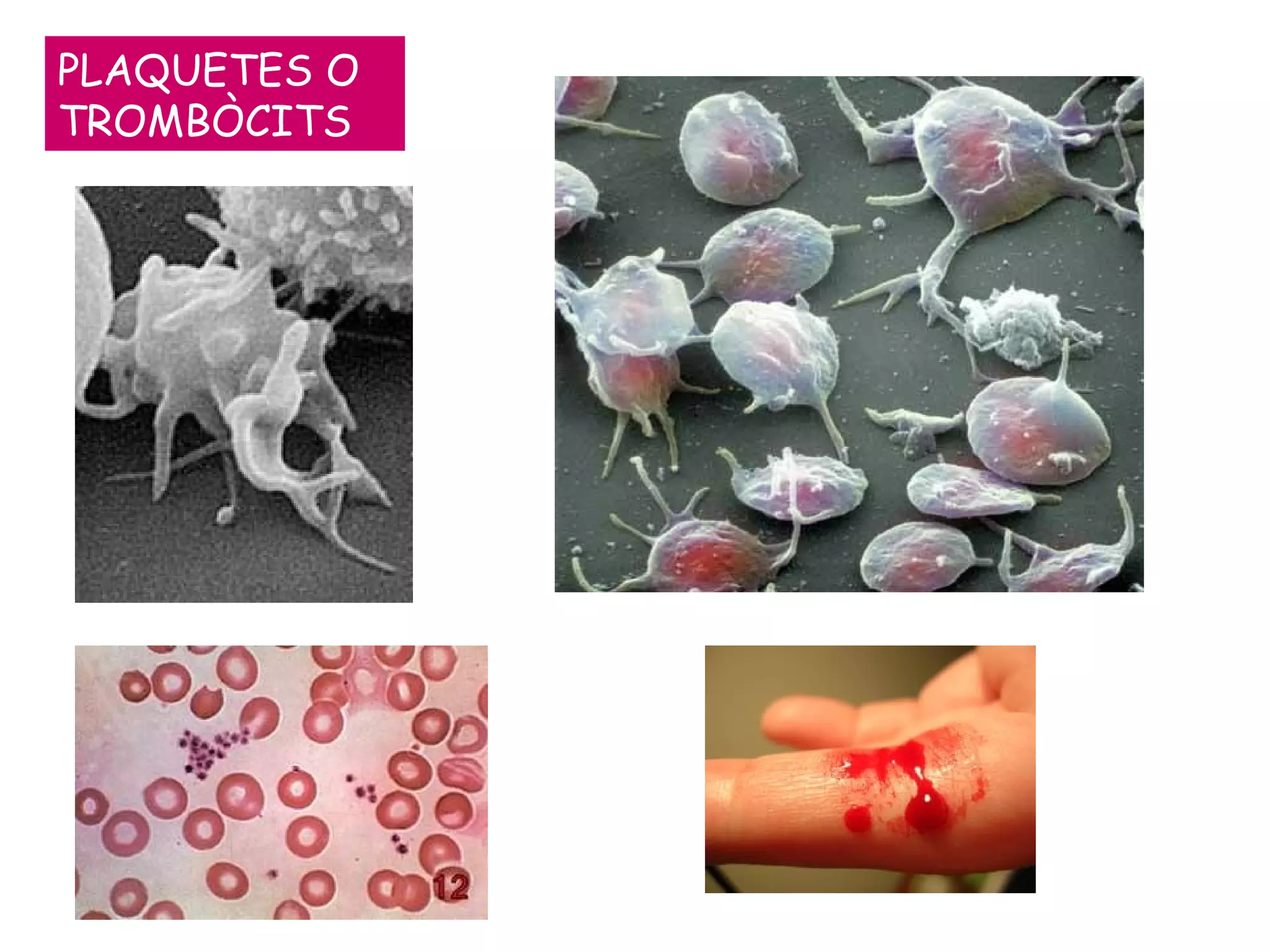 PLAQUETES O TROMBÒCITS 