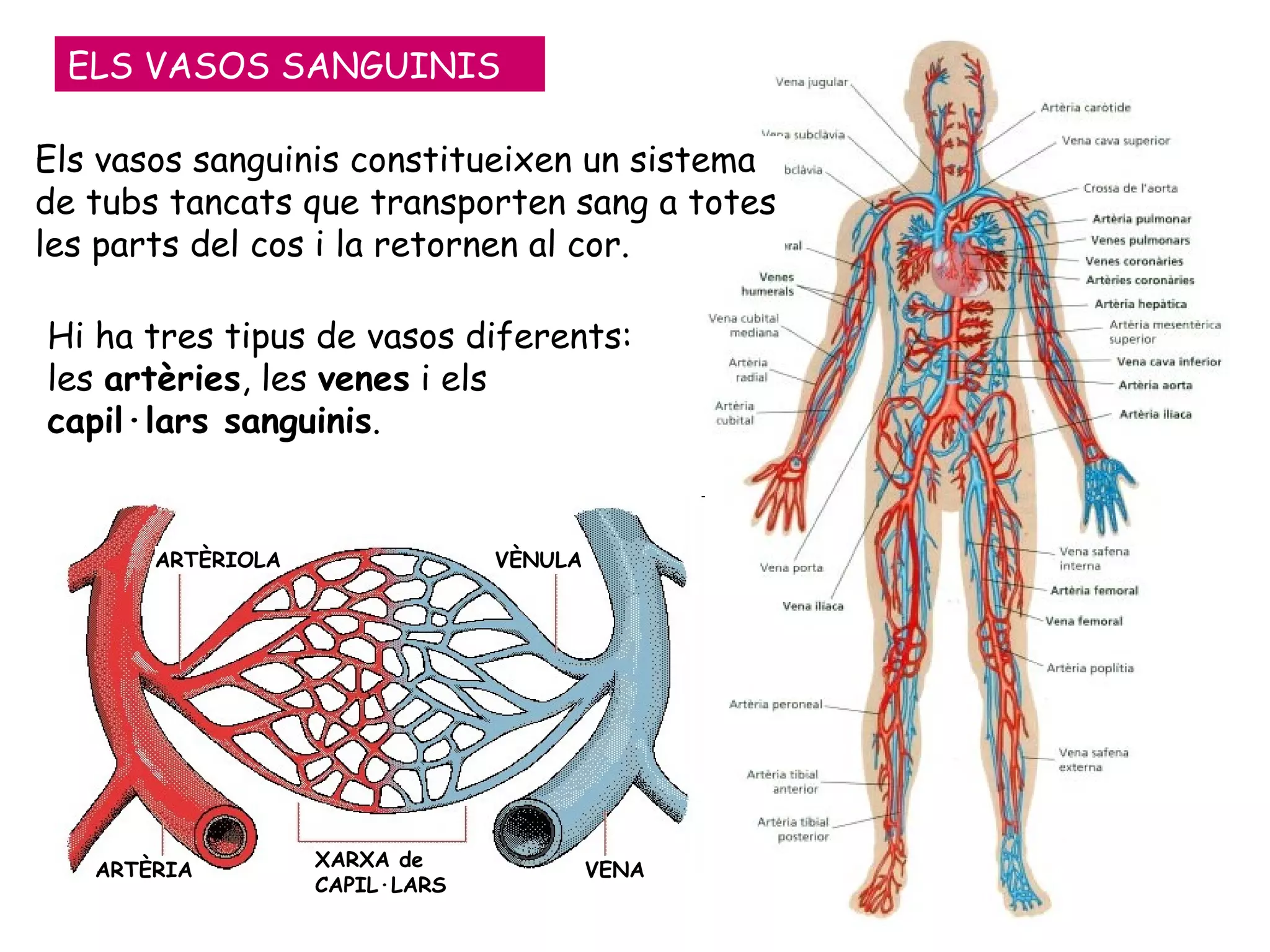 ELS VASOS SANGUINIS ARTÈRIA VENA ARTÈRIOLA VÈNULA XARXA de CAPIL·LARS Els vasos sanguinis constitueixen un sistema de tubs tancats que transporten sang a totes les parts del cos i la retornen al cor.  Hi ha tres tipus de vasos diferents: les  artèries , les  venes  i els  capil·lars sanguinis .  