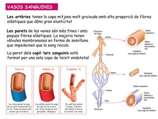 Les artèries  tenen la capa mitjana molt gruixuda amb alta proporció de fibres elàstiques que dóna gran elasticitat  Les parets  de les venes són més fines i amb poques fibres elàstiques. La majoria tenen  vàlvules membranoses en forma de semilluna que impedeixen que la sang recule.   La paret dels  capil·lars sanguinis   està format per una sola capa de teixit endotelial . VASOS SANGUINIS 