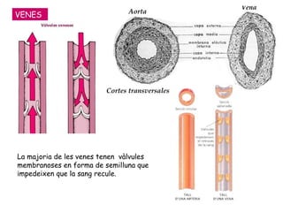 VENES La majoria de les venes tenen  vàlvules membranoses en forma de semilluna que impedeixen que la sang recule.   