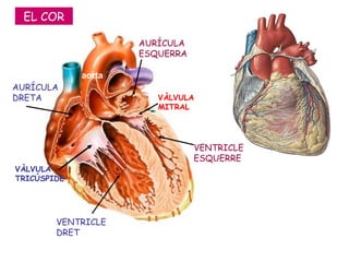 AURÍCULA DRETA VÀLVULA MITRAL VÀLVULA TRICÚSPIDE VENTRICLE ESQUERRE VENTRICLE DRET AURÍCULA ESQUERRA EL COR aorta 
