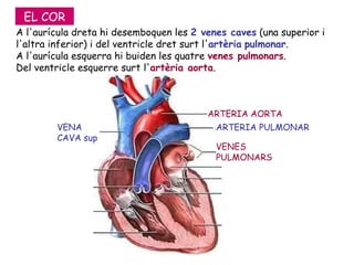 A l'aurícula dreta hi desemboquen les  2 venes caves  (una superior i l'altra inferior) i del ventricle dret surt l' artèria   pulmonar . A l'aurícula esquerra hi buiden les quatre  venes pulmonars .  Del ventricle esquerre surt l' artèria aorta .  ARTERIA PULMONAR VENES PULMONARS VENA CAVA sup ARTERIA AORTA EL COR 