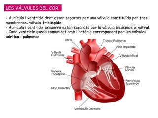 LES VÀLVULES DEL COR - Aurícula i ventricle dret estan separats per una vàlvula constituïda per tres membranes: vàlvula  tricúspide - Aurícula i ventricle esquerre estan separats per la vàlvula bicúspide o  mitral . - Cada ventricle queda comunicat amb l'artèria corresponent per les vàlvules  aòrtica  i  pulmonar 