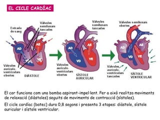 EL CICLE CARDÍAC El cor funciona com una bomba aspirant-impel·lent. Per a això realitza moviments de relaxació (diàstoles) seguits de moviments de contracció (sístoles).  El cicle cardíac (batec) dura 0,8 segons i presenta 3 etapes: diàstole, sístole auricular i sístole ventricular. 