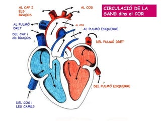 DEL PULMÓ ESQUERRE DEL COS i LES CAMES DEL CAP i els BRAÇOS AL COS DEL PULMÓ DRET AL PULMÓ DRET AL PULMÓ ESQUERRE AL CAP I ELS BRAÇOS AL COS CIRCULACIÓ DE LA SANG dins el COR 
