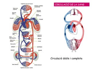 CIRCULACIÓ DE LA SANG Circulació doble i completa 