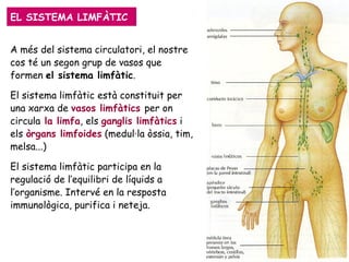 EL SISTEMA LIMFÀTIC A més del sistema circulatori, el nostre cos té un segon grup de vasos que formen  el sistema limfàtic .  El sistema limfàtic està constituit per una xarxa de  vasos limfàtics  per on circula  la limfa , els  ganglis limfàtics  i els  òrgans limfoides  (medul·la òssia, tim, melsa...)   El sistema limfàtic participa en la regulació de l’equilibri de líquids a l’organisme. Intervé en la resposta immunològica, purifica i neteja. 
