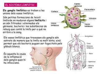 EL SISTEMA LIMFÀTIC Els ganglis limfàtics  es troben a les unions dels vasos limfàtics.  Són petites formacions de teixit limfoide on maduren alguns  limfòcits  i on són filtrades i eliminades els gèrmens, bacteris i les substàncies de rebuig que conté la limfa per a què no arribin a la sang. Els vasos limfàtics que travessen els ganglis són estrets de manera que la limfa va molt lenta; això permet que els bacteris puguen ser fagocitats pels glòbuls blancs.  És aquesta la causa de la inflamació dels ganglis quan hi ha infeccions. 