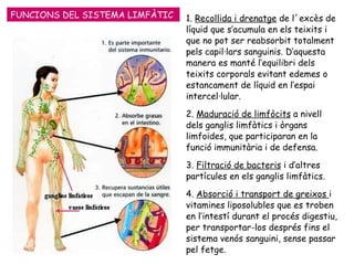 FUNCIONS DEL SISTEMA LIMFÀTIC 1.  Recollida i drenatge  de l´excès de líquid que s’acumula en els teixits i que no pot ser reabsorbit totalment pels capil·lars sanguinis. D’aquesta manera es manté l’equilibri dels teixits corporals evitant edemes o estancament de líquid en l’espai intercel·lular. 2.  Maduració de limfòcits  a nivell dels ganglis limfàtics i òrgans limfoides, que participaran en la funció immunitària i de defensa. 3.  Filtració de bacteris  i d’altres partícules en els ganglis limfàtics. 4.  Absorció i transport de greixos  i vitamines liposolubles que es troben en l’intestí durant el procés digestiu, per transportar-los després fins el sistema venós sanguini, sense passar pel fetge. 