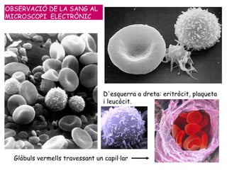 D'esquerra a dreta: eritròcit, plaqueta i leucòcit.   Glòbuls vermells travessant un capil·lar   OBSERVACIÓ DE LA SANG AL MICROSCOPI  ELECTRÒNIC 