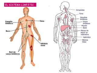 EL SISTEMA LIMFÀTIC 
