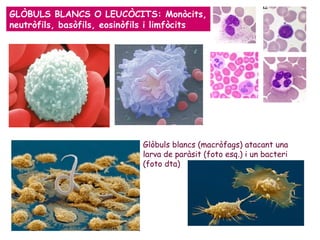 GLÒBULS BLANCS O LEUCÒCITS: Monòcits, neutròfils, basòfils, eosinòfils i limfòcits Glòbuls blancs (macròfags) atacant una larva de paràsit (foto esq.) i un bacteri (foto dta) 