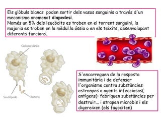 Els glòbuls blancs  poden sortir dels vasos sanguinis a través d'un mecanisme anomenat  diapedesi .  Només un 5% dels leucòcits es troben en el torrent sanguini, la majoria es troben en la mèdul.la óssia o en els teixits, desenvolupant diferents funcions.  S'encarreguen de la resposta immunitària i de defensar l'organisme contra substàncies estranyes o agents infecciosos( antígens ): fabriquen substàncies per destruir... i atrapen microbis i els digereixen (els fagociten) 