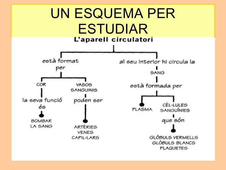 Resultat d'imatges de aparell circulatori primaria