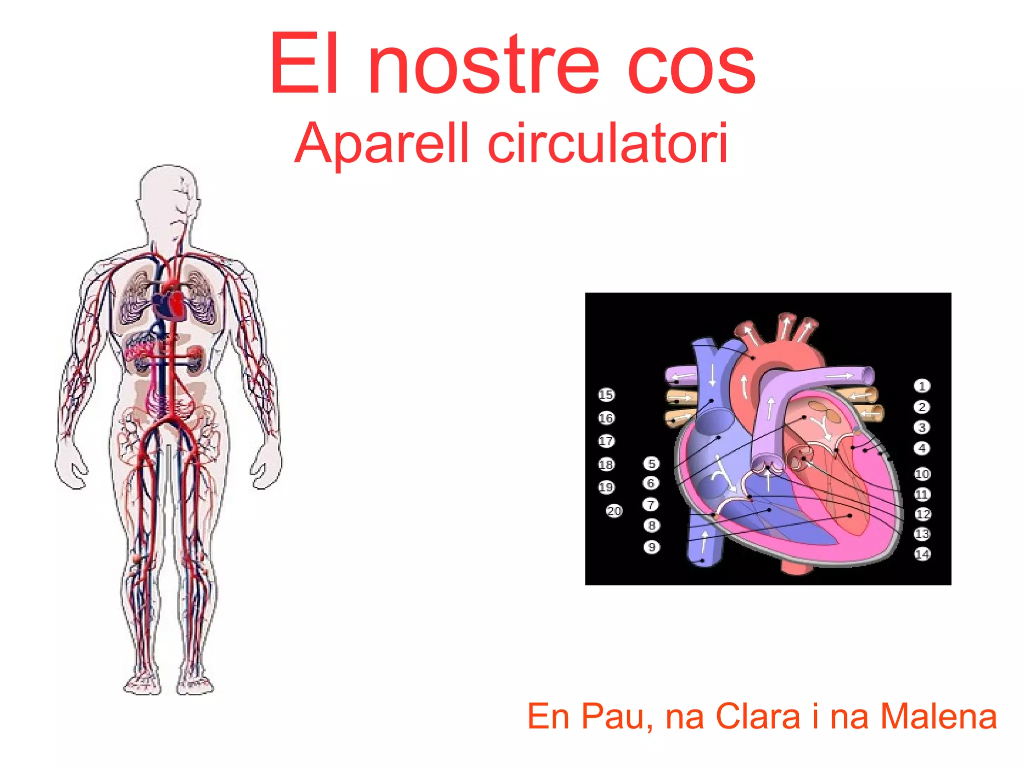 L Aparell Circulatori Per Nens