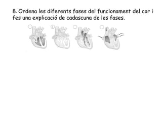 8. Ordena les diferents fases del funcionament del cor i
fes una explicació de cadascuna de les fases.
 
