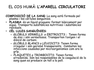 EL COS HUMÀ: L’APARELL CIRCULATORI
COMPOSICIÓ DE LA SANG: La sang està formada pel
plasma i les cèl·lules sanguínies.
• PLASMA: és un líquid groguenc format bàsicament per
aigua. Transporta substàncies nutritives i substàncies
residuals.
• CÈL·LULES SANGUÍNIES:
– GLÒBULS VERMELLS o ERITROCITS : Tenen forma
de disc i són vermellosos. Transporten l’oxígen i el
diòxid de carboni.
– GLÒBULS BLANCS o LEUCOCITS: Tenen forma
irregular i són gairebé transparents. Combaten les
infeccions causades per microorganismes com ara la
grìp.
– PLAQUETES o TROMBOCITS: Tenen forma
arrodonida. Són les responsables de la coagulació de la
sang quan es produeix un tall a la pell.
 