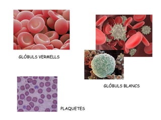 GLÒBULS VERMELLS
GLÒBULS BLANCS
PLAQUETES
 