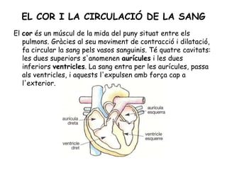 EL COR I LA CIRCULACIÓ DE LA SANG
El cor és un múscul de la mida del puny situat entre els
pulmons. Gràcies al seu moviment de contracció i dilatació,
fa circular la sang pels vasos sanguinis. Té quatre cavitats:
les dues superiors s'anomenen aurícules i les dues
inferiors ventricles. La sang entra per les aurícules, passa
als ventricles, i aquests l'expulsen amb força cap a
l'exterior.
 