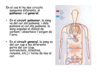 En el cos hi ha dos circuits
sanguinis diferents, el
pulmonar i el general.
• En el circuit pulmonar, la sang
va del cor als pulmons, i dels
pulmons al cor.Als pulmons, la
sang expulsa el diòxid de
carboni i absorbeix l'oxigen de
l'aire.
• En el circuit general, la sang va
del cor cap a les diferents
parts del cor (cap,
extremitats, intestins,
ronyons, etc.) i torna de nou al
cor.
 