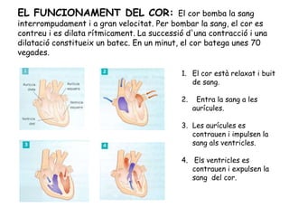 EL FUNCIONAMENT DEL COR: El cor bomba la sang
interrompudament i a gran velocitat. Per bombar la sang, el cor es
contreu i es dilata rítmicament. La successió d'una contracció i una
dilatació constitueix un batec. En un minut, el cor batega unes 70
vegades.
1. El cor està relaxat i buit
de sang.
2. Entra la sang a les
aurícules.
3. Les aurícules es
contrauen i impulsen la
sang als ventricles.
4. Els ventricles es
contrauen i expulsen la
sang del cor.
 