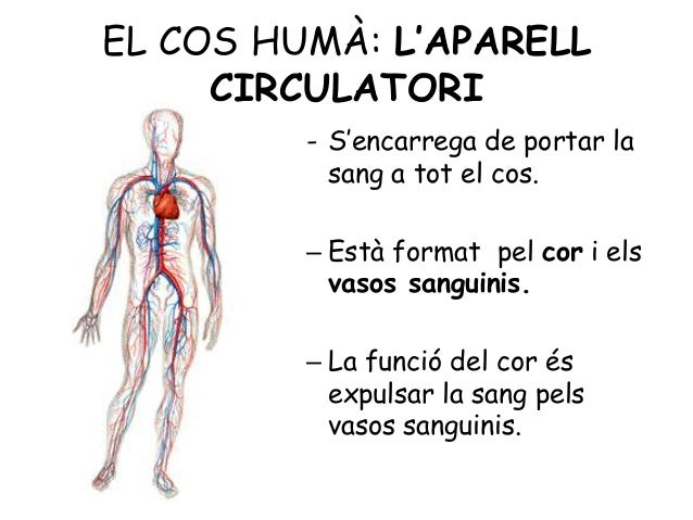 L'aparell circulatori