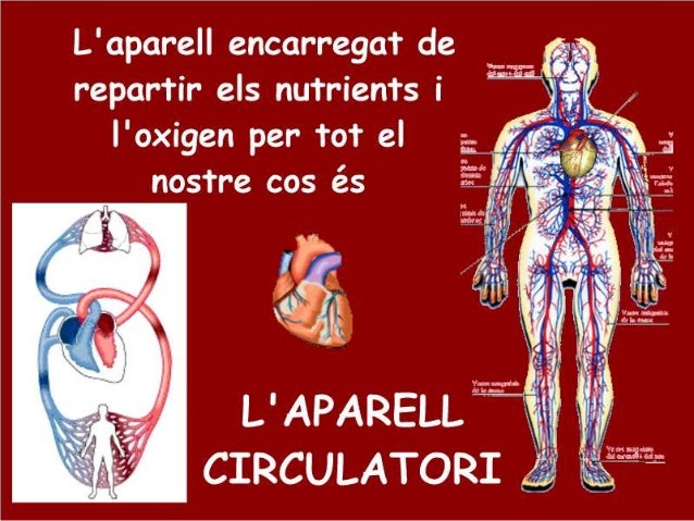 L'aparell circulatori