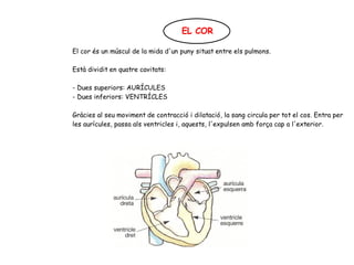 EL COR
El cor és un múscul de la mida d'un puny situat entre els pulmons.
Està dividit en quatre cavitats:
- Dues superiors: AURÍCULES
- Dues inferiors: VENTRÍCLES
Gràcies al seu moviment de contracció i dilatació, la sang circula per tot el cos. Entra per
les aurícules, passa als ventricles i, aquests, l'expulsen amb força cap a l'exterior.
 