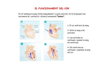 El cor bombeja la sang ininterrompudament i a gran velocitat. Ho fa mitjançant uns
moviments de contracció i dilatació anomenats "batecs".
EL FUNCIONAMENT DEL COR
1- El cor està buit de sang.
2- Entra la sang a les
aurícules.
3- Les aurícules es
contrauen i passen la sang
als ventricles.
4- Els ventricles es
contrauen i expulsen la sang
del cor.
 