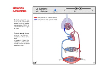 CIRCUITS
SANGUINIS
El circuit pulmonar: la sang
va del cor als pulmons i dels
pulmons al cor. Als pulmons,
la sang expulsa el diòxid de
carboni i absorbeix l'oxígen
de l'aire.
El circuit general: la sang
va del cor a les diferents
parts del cos i torna de nou
al cor.
La sang porta l'oxígen i les
substàncies nutritives a les
cèl·lules i reculls els residus
que s'han produït.
 