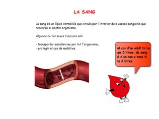 LA SANG
La sang és un líquid vermellós que circula per l'interior dels vassos sanguinis que
recorren el nostre organisme.
Algunes de les seves funcions són:
- transportar substàncies per tot l'organisme,
- protegir el cos de malalties. Al cos d'un adult hi ha
uns 5 litres. de sang.
al d'un nen o nena hi
ha 2 litres.
 