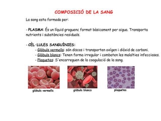 COMPOSICIÓ DE LA SANG
La sang esta formada per:
- PLASMA: És un líquid groguenc format bàsicament per aigua. Transporta
nutrients i substàncies residuals.
- CÈL·LULES SANGUÍNIES:
- Glòbuls vermells: són discos i transporten oxígen i diòxid de carboni.
- Glòbuls blancs: Tenen forma irregular i combaten les malalties infeccioses.
- Plaquetes: S'encarreguen de la coagulació de la sang.
glòbuls vermells glòbuls blancs plaquetes
 
