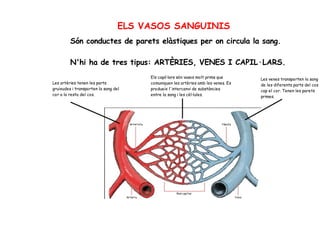 ELS VASOS SANGUINIS
Són conductes de parets elàstiques per on circula la sang.
N'hi ha de tres tipus: ARTÈRIES, VENES I CAPIL·LARS.
Les artèries tenen les parts
gruixudes i transporten la sang del
cor a la resta del cos.
Els capil·lars són vasos molt prims que
comuniquen les artèries amb les venes. Es
produeix l'intercanvi de substàncies
entre la sang i les cèl·lules.
Les venes transporten la sang
de les diferents parts del cos
cap el cor. Tenen les parets
primes.
 
