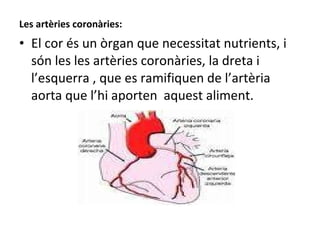 Les artèries coronàries: El cor és un òrgan que necessitat nutrients, i són les les artèries coronàries, la dreta i l’esquerra , que es ramifiquen de l’artèria aorta que l’hi aporten  aquest aliment. 