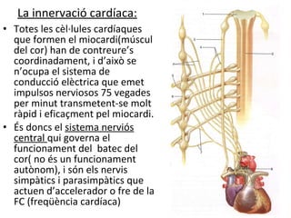 La innervació cardíaca: Totes les cèl·lules cardíaques  que formen el miocardi(múscul del cor) han de contreure’s coordinadament, i d’això se n’ocupa el sistema de conducció elèctrica que emet impulsos nerviosos 75 vegades per minut transmetent-se molt ràpid i eficaçment pel miocardi. És doncs el  sistema nerviós central  qui governa el funcionament del  batec del cor( no és un funcionament autònom), i són els nervis simpàtics i parasimpàtics que actuen d’accelerador o fre de la FC (freqüència cardíaca) 