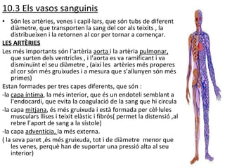 10.3 Els vasos sanguinis Són les artèries, venes i capil·lars, que són tubs de diferent diàmetre, que transporten la sang del cor als teixits , la distribueixen i la retornen al cor per tornar a començar. LES ARTÈRIES Les més importants són l’artèria  aorta  i la artèria  pulmonar,  que surten dels ventricles , i l’aorta es va ramificant i va disminuïnt el seu diàmetre , (així les  artèries més properes al cor són més gruixudes i a mesura que s’allunyen són més primes) Estan formades per tres capes diferents, que són : -la  capa íntima , la més interior, que és un endoteli semblant a l’endocardi, que evita la coagulació de la sang que hi circula -la capa  mitjana , és més gruixuda i està formada per cèl·lules musculars llises i teixit elàstic i fibrós( permet la distensió ,al rebre l’aport de sang a la sístole) -la capa  adventícia,  la més externa. ( la seva paret ,és més gruixuda, tot i de diàmetre  menor que les venes, perquè han de suportar una pressió alta al seu interior) 